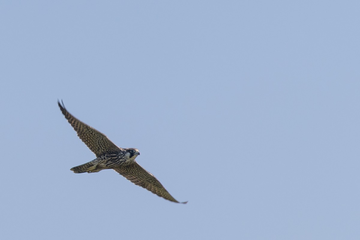 Peregrine Falcon - ML642089559