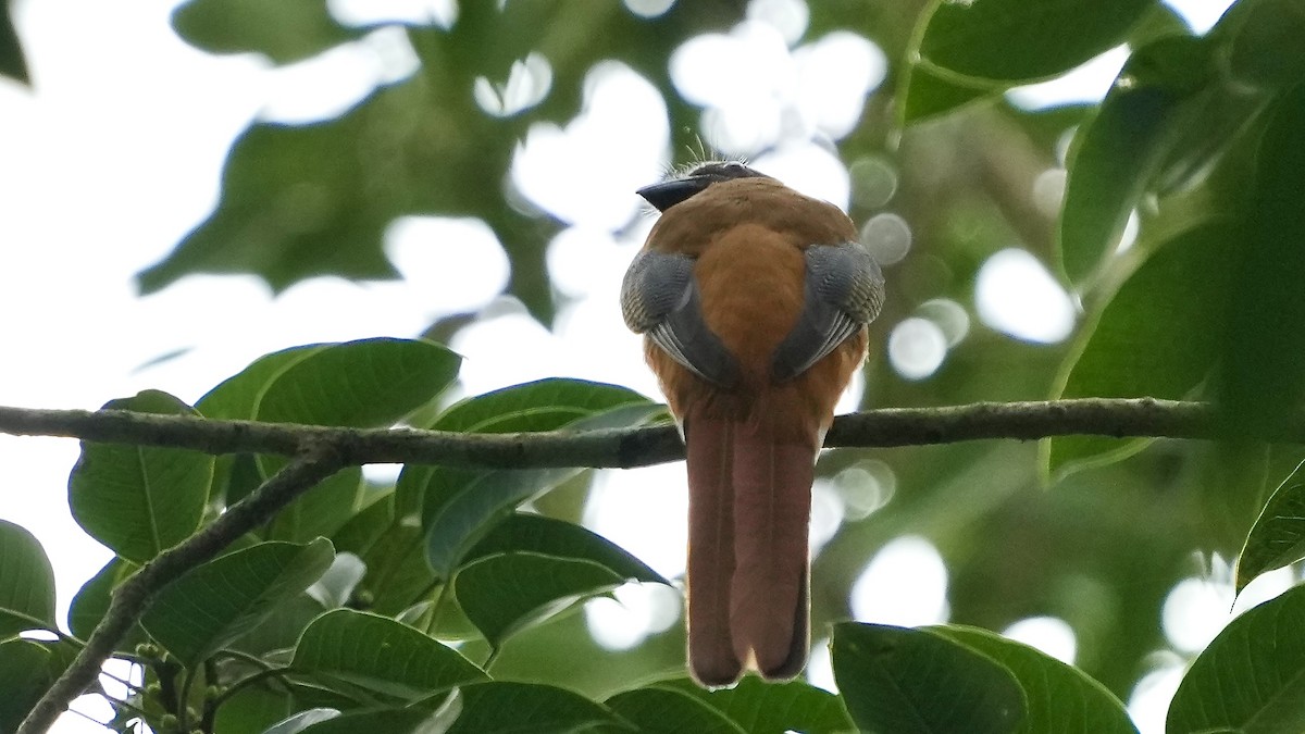 Malabar Trogon - ML642089560