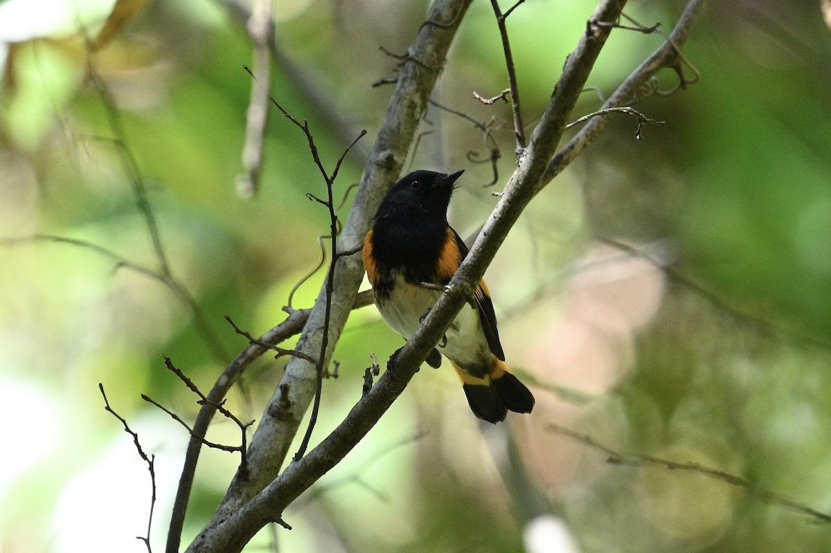 American Redstart - ML642089561