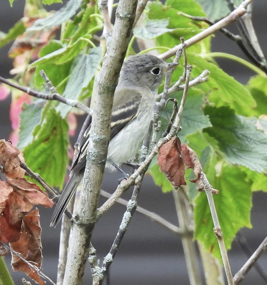 Least Flycatcher - ML642089562