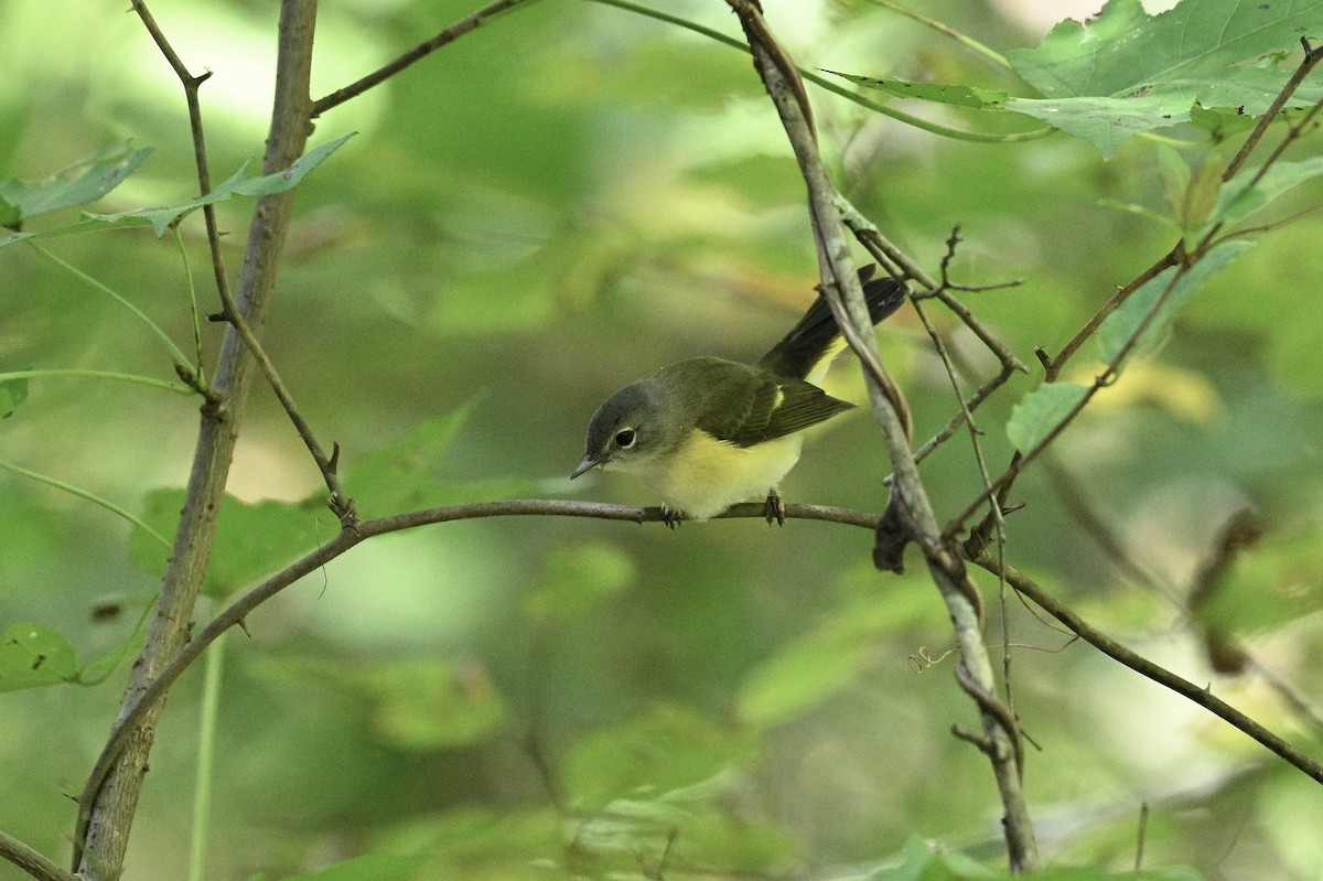 American Redstart - ML642089564