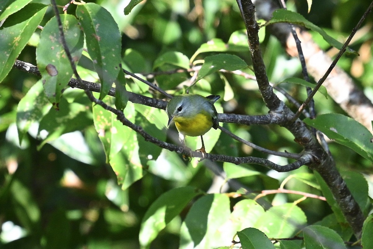 Northern Parula - ML642089569