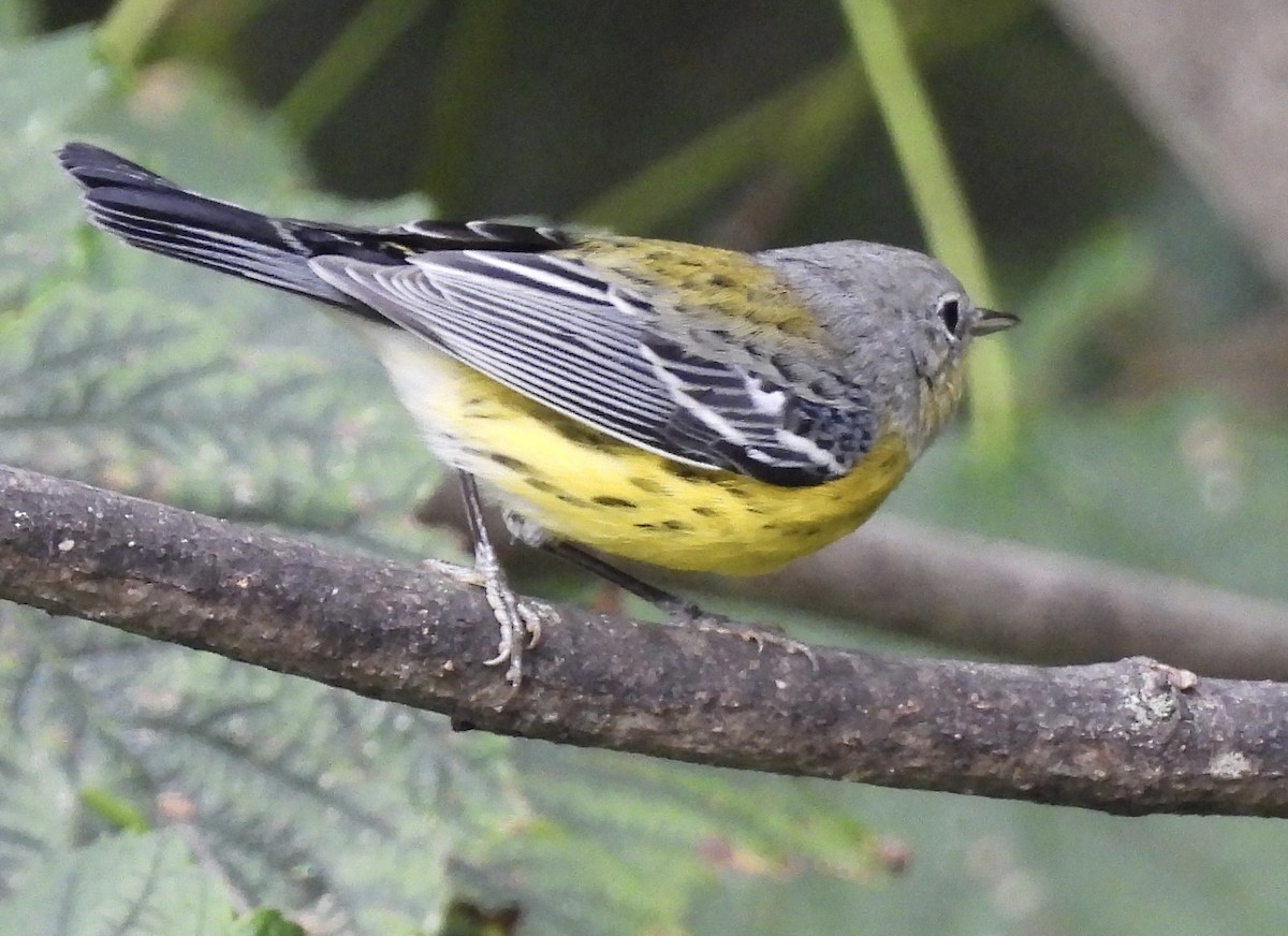 Magnolia Warbler - ML642089573