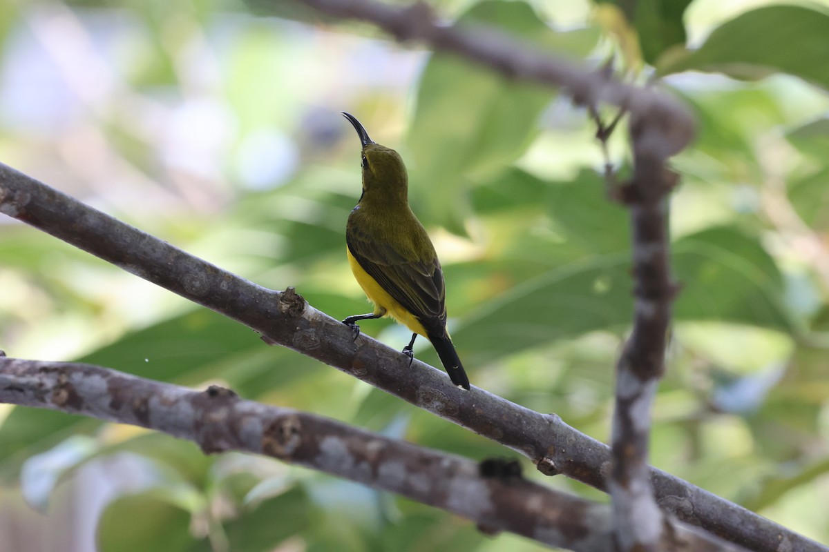 Sahul Sunbird - ML642089583