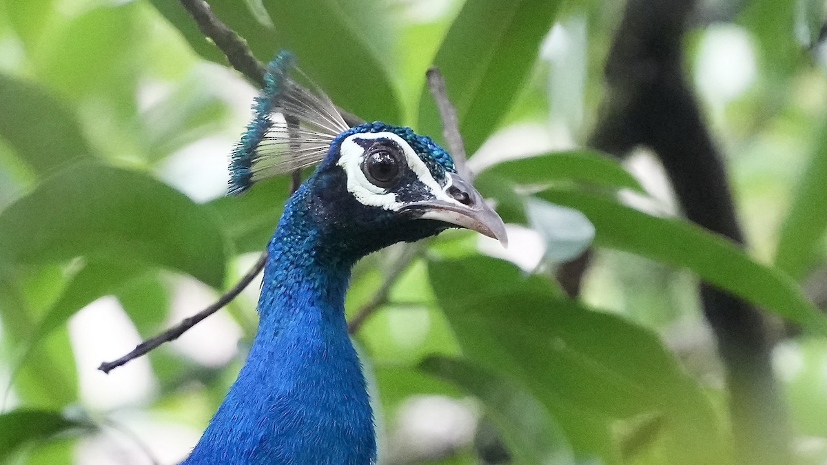 Indian Peafowl - ML642089584