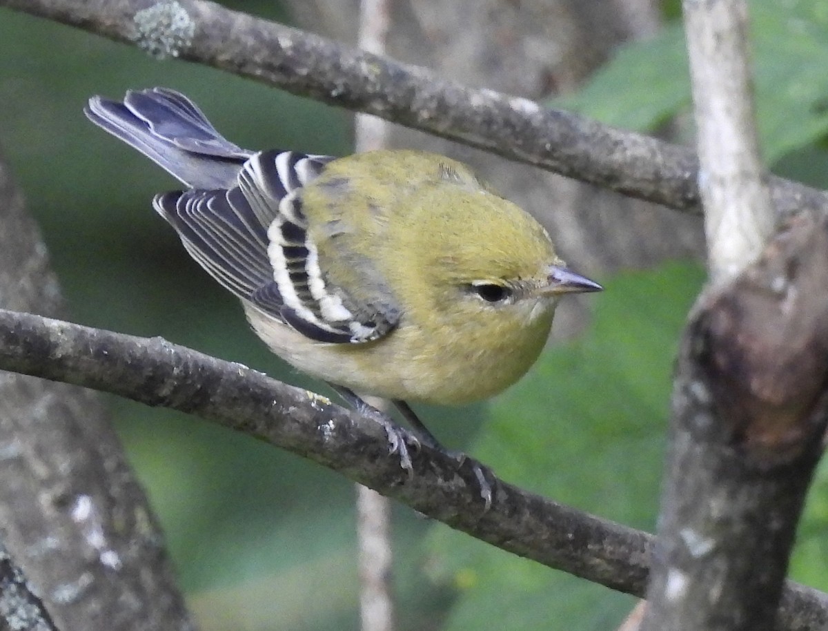 Bay-breasted Warbler - ML642089587