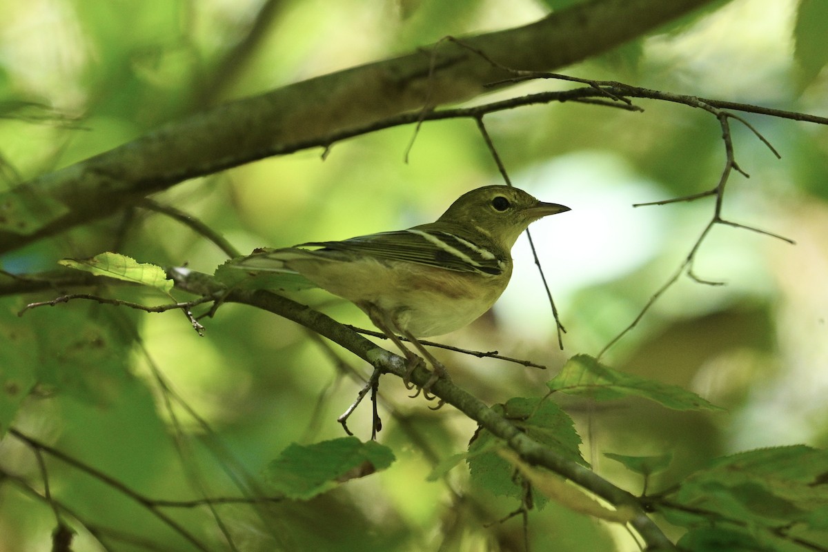 Bay-breasted Warbler - ML642089590