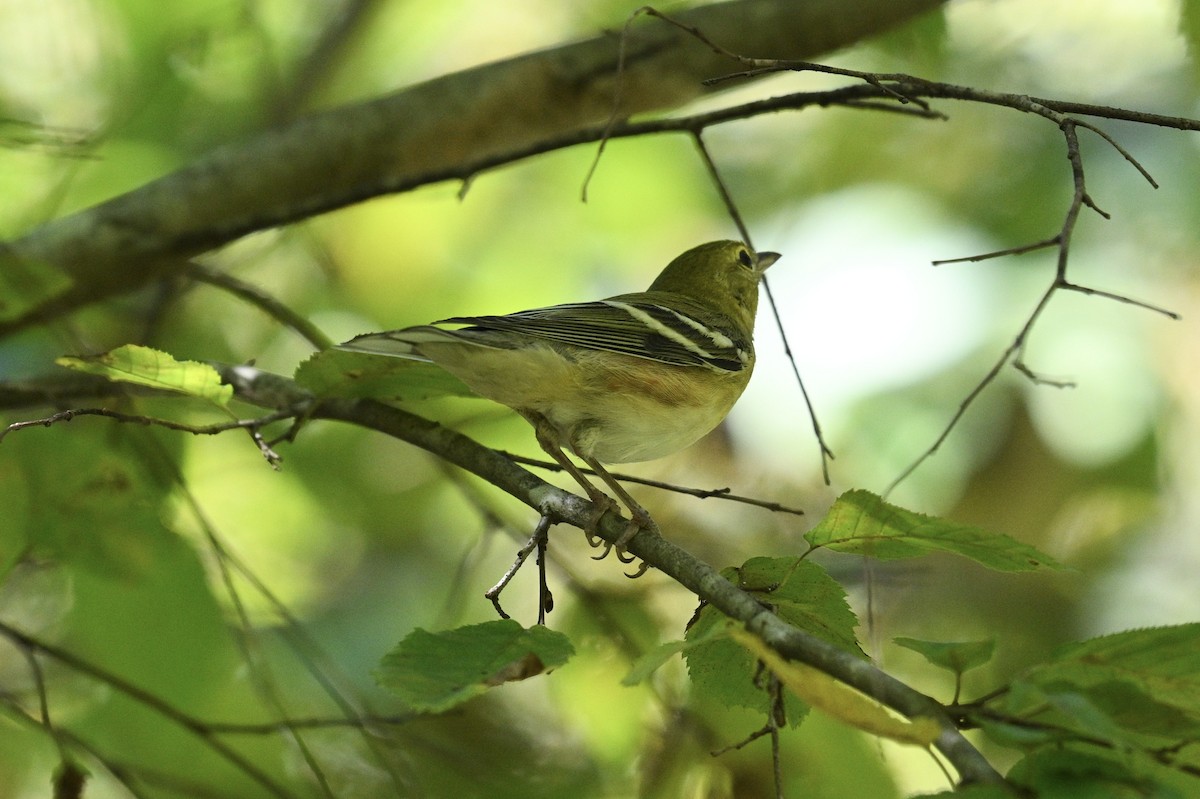Bay-breasted Warbler - ML642089591