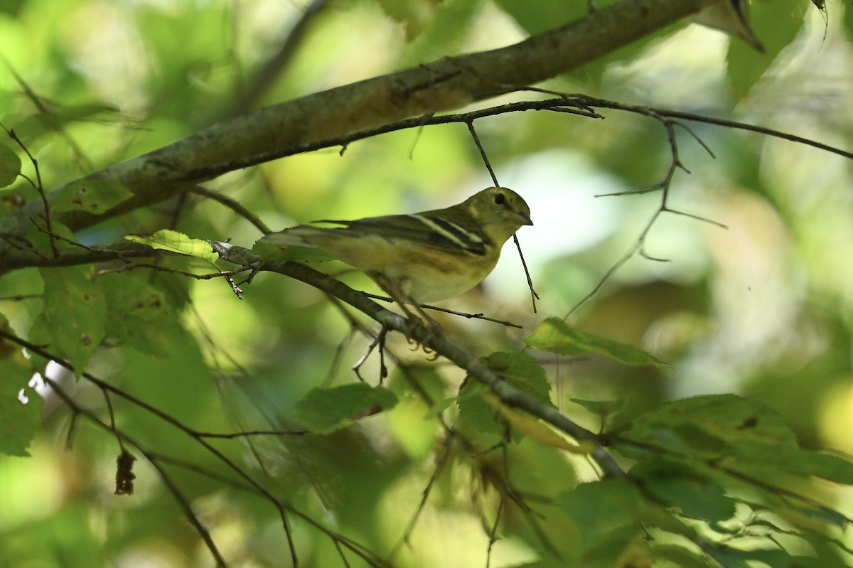 Bay-breasted Warbler - ML642089592