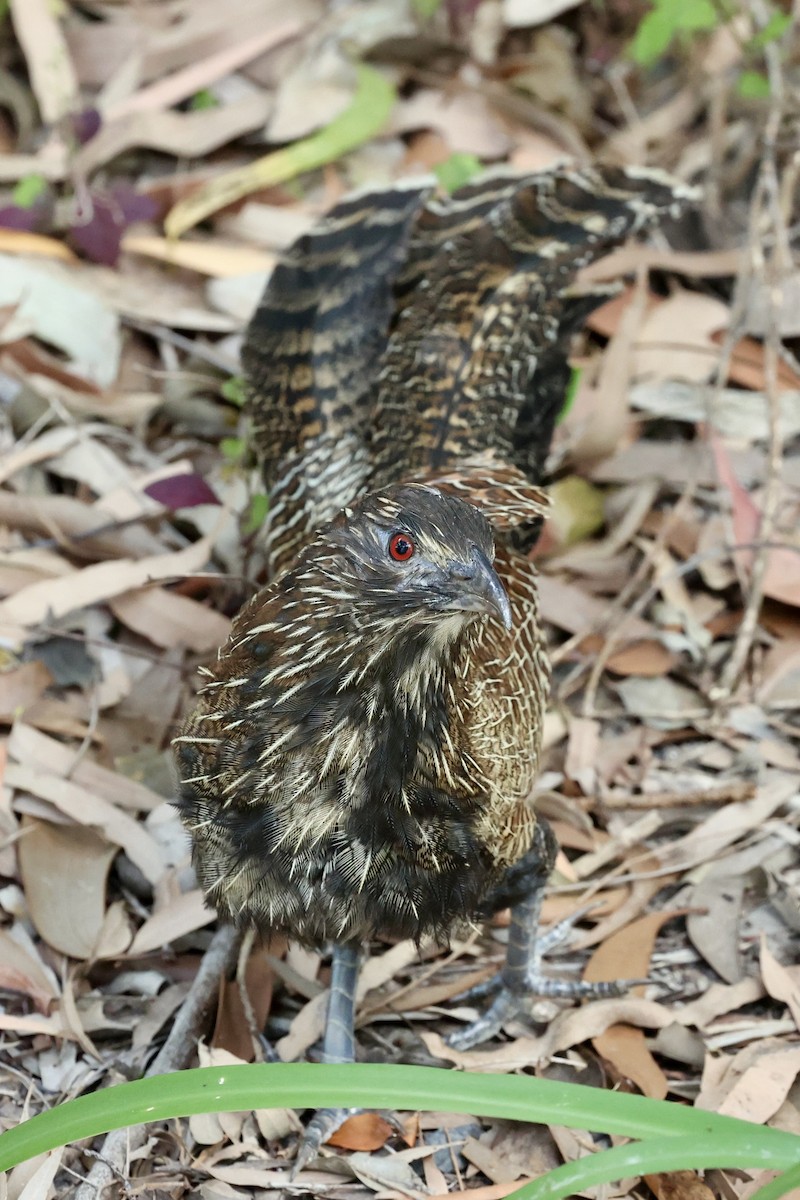Pheasant Coucal (Pheasant) - ML642089593