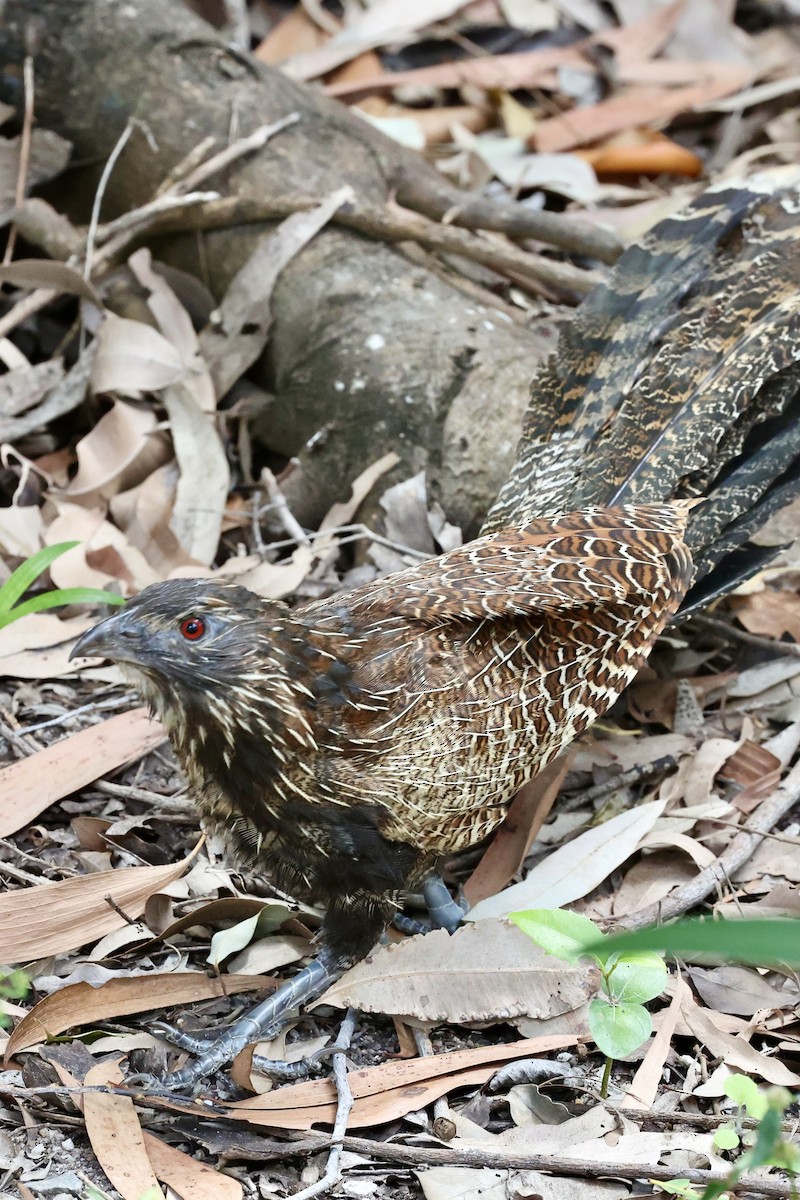 Pheasant Coucal (Pheasant) - ML642089594