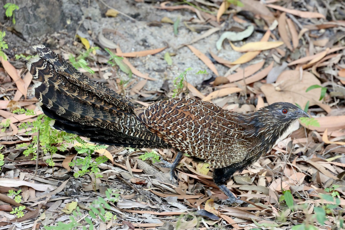Pheasant Coucal (Pheasant) - ML642089596