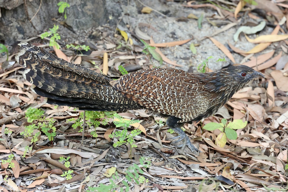 Pheasant Coucal (Pheasant) - ML642089597