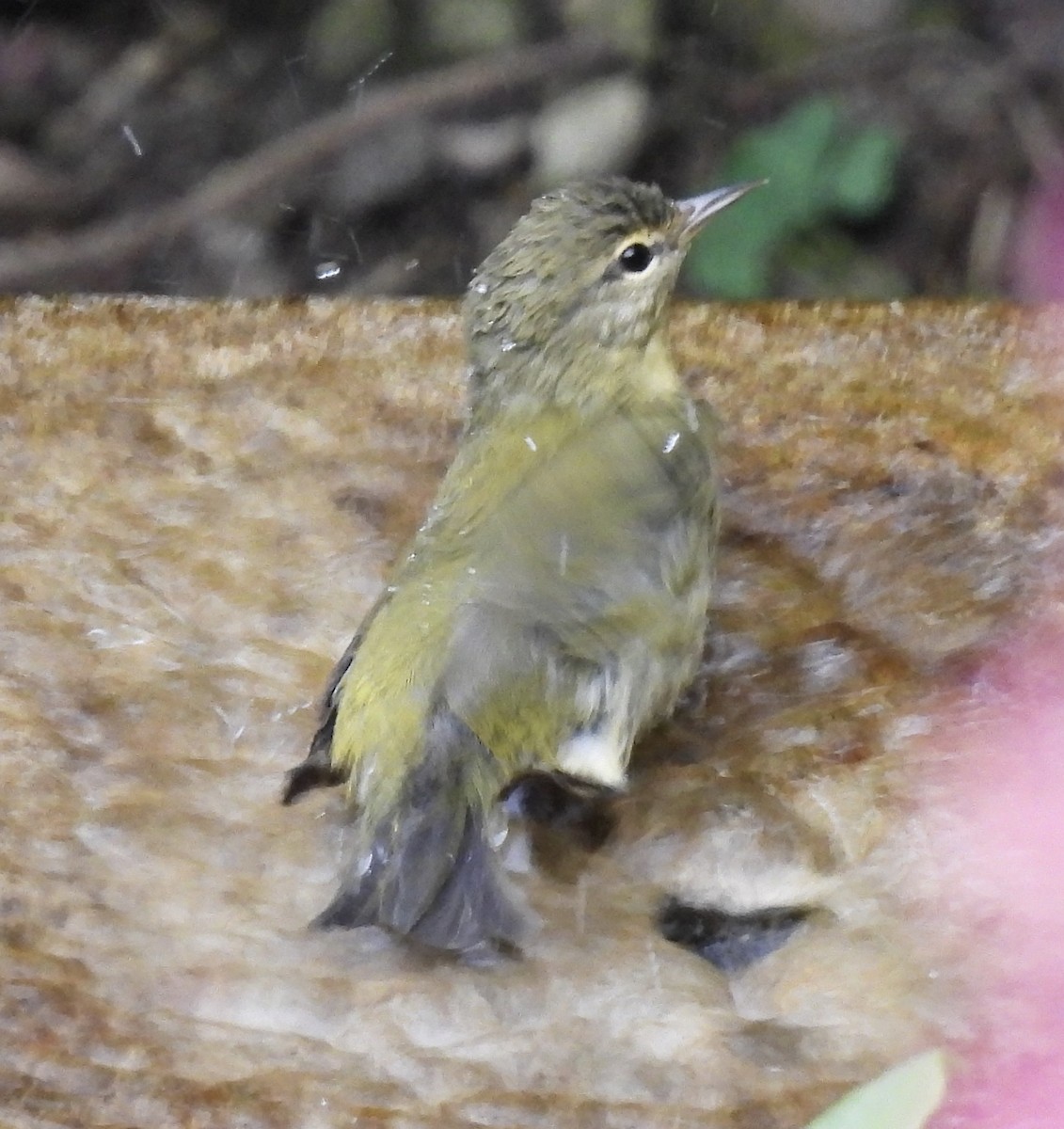 Tennessee Warbler - ML642089598