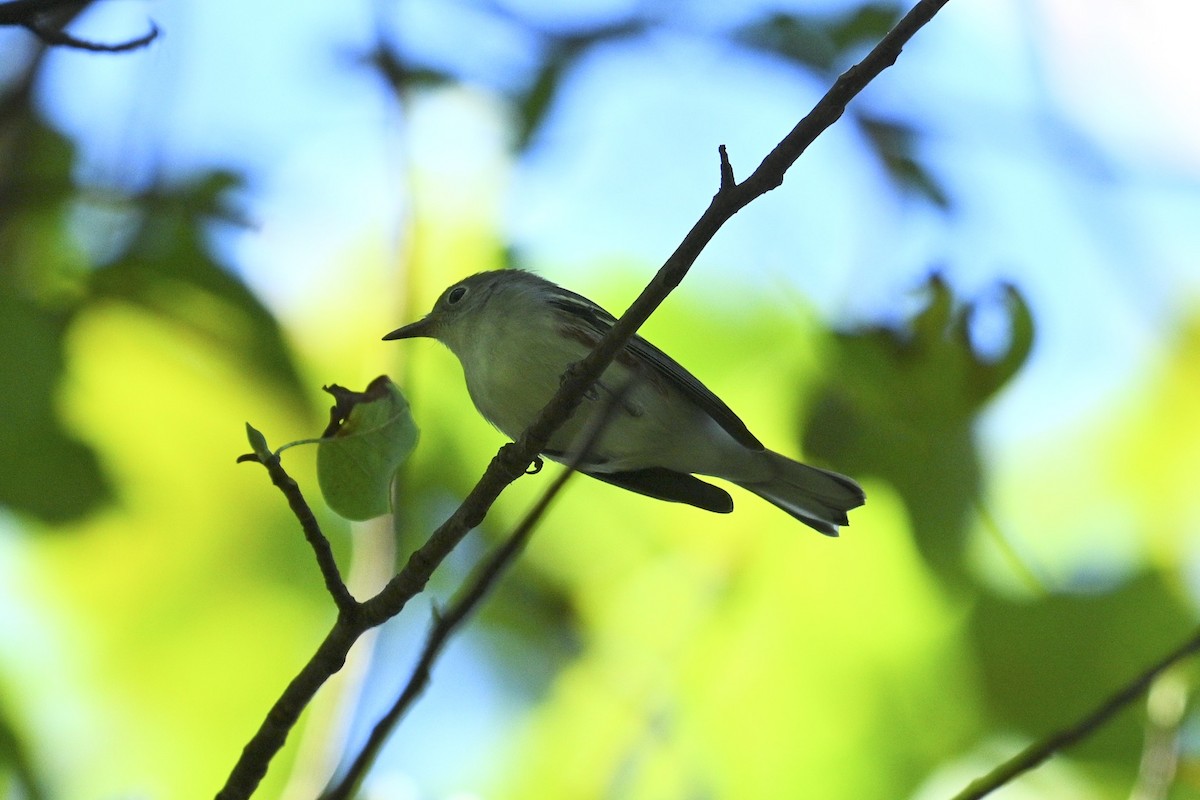 Chestnut-sided Warbler - ML642089600