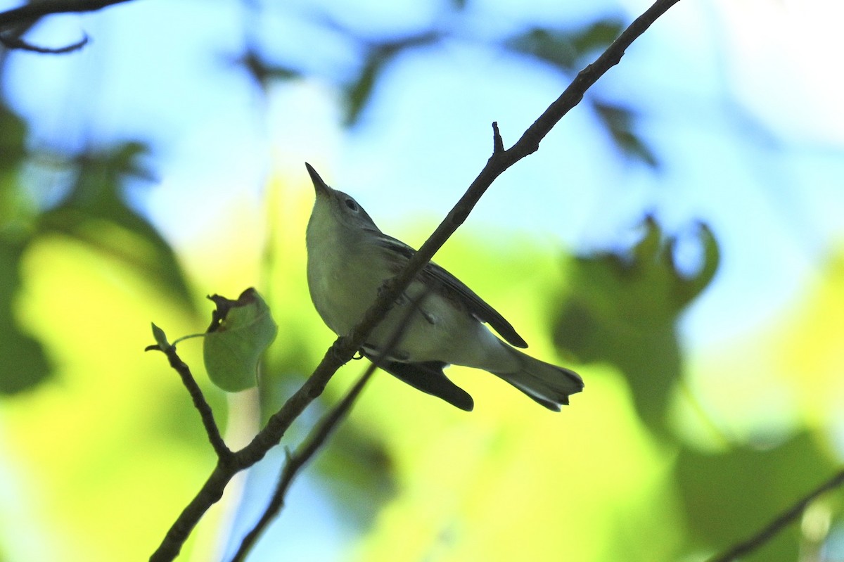 Chestnut-sided Warbler - ML642089601