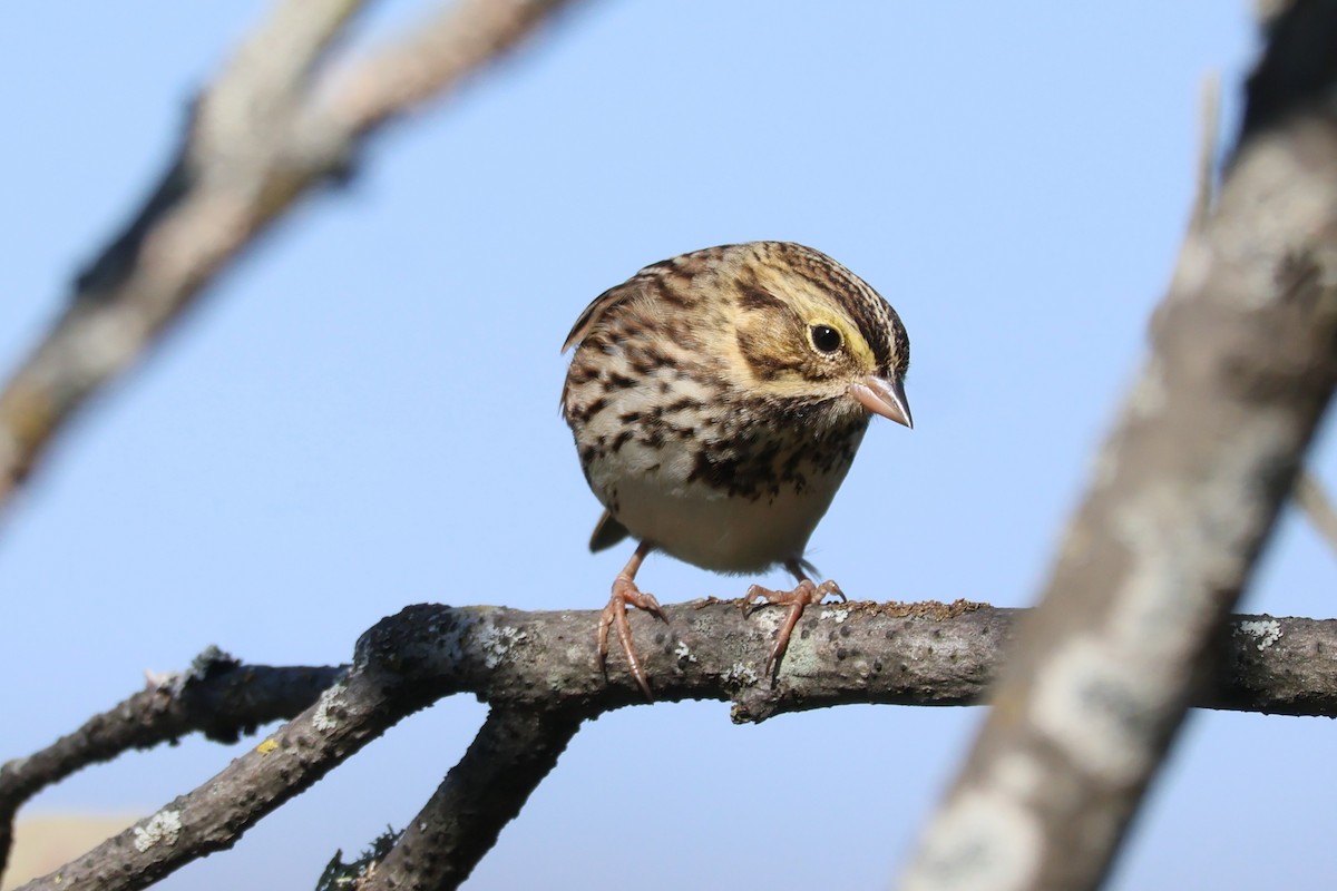 Savannah Sparrow - ML642089605