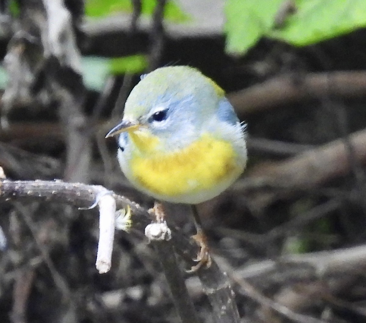 Northern Parula - ML642089606