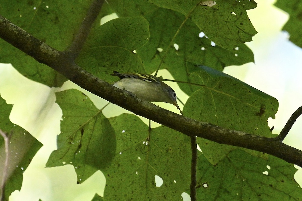 Chestnut-sided Warbler - ML642089608