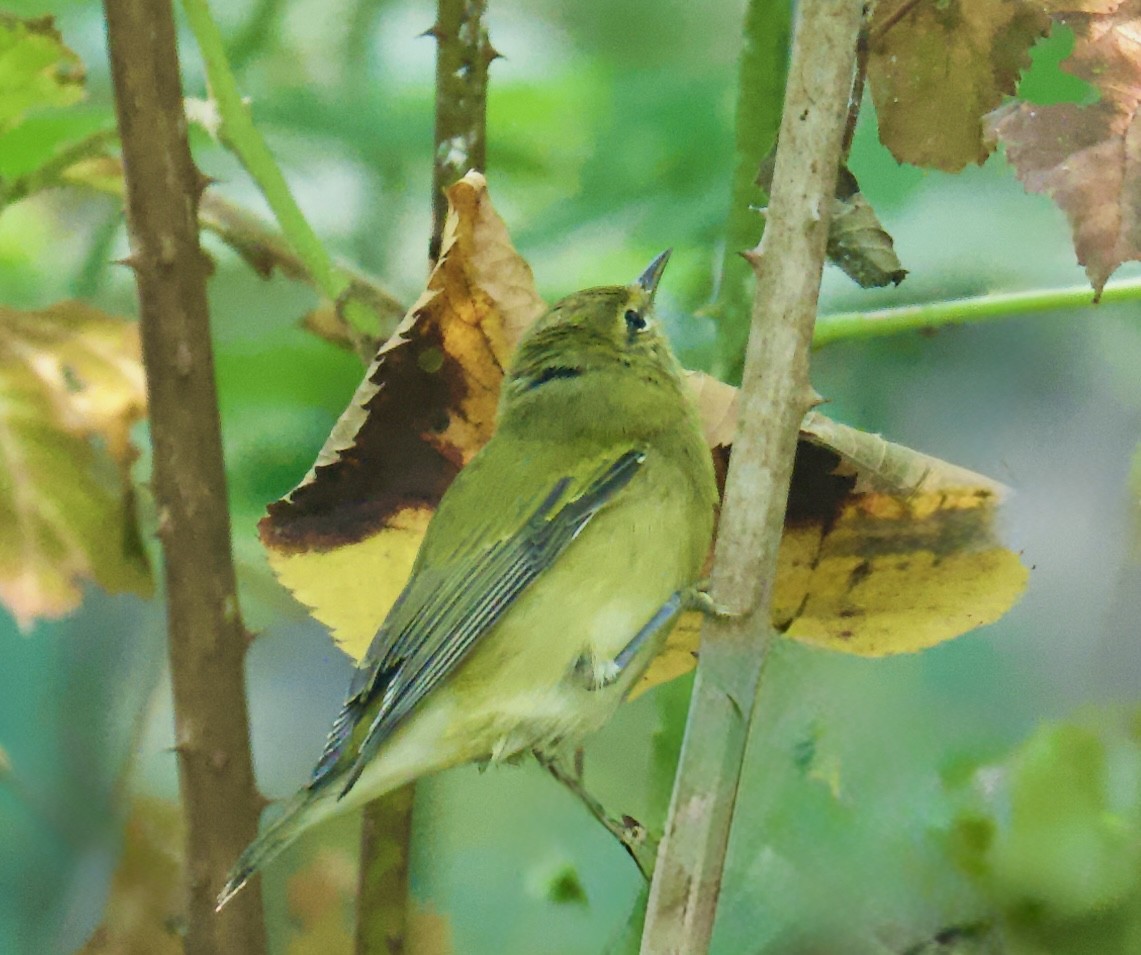 Tennessee Warbler - ML642089609