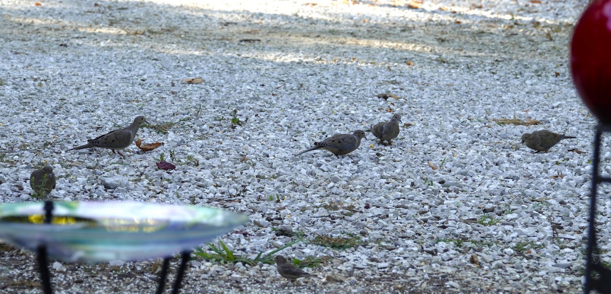 Mourning Dove - ML642089610