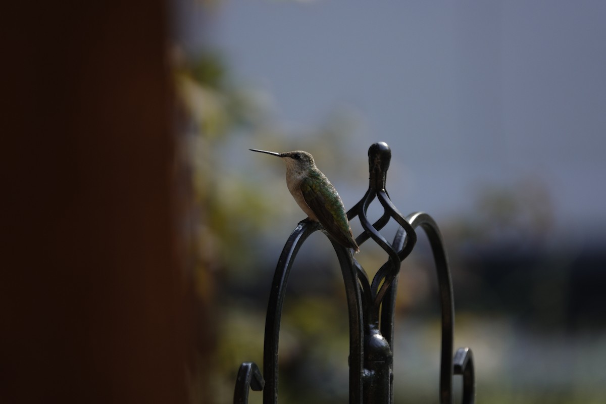 Ruby-throated Hummingbird - ML642089617