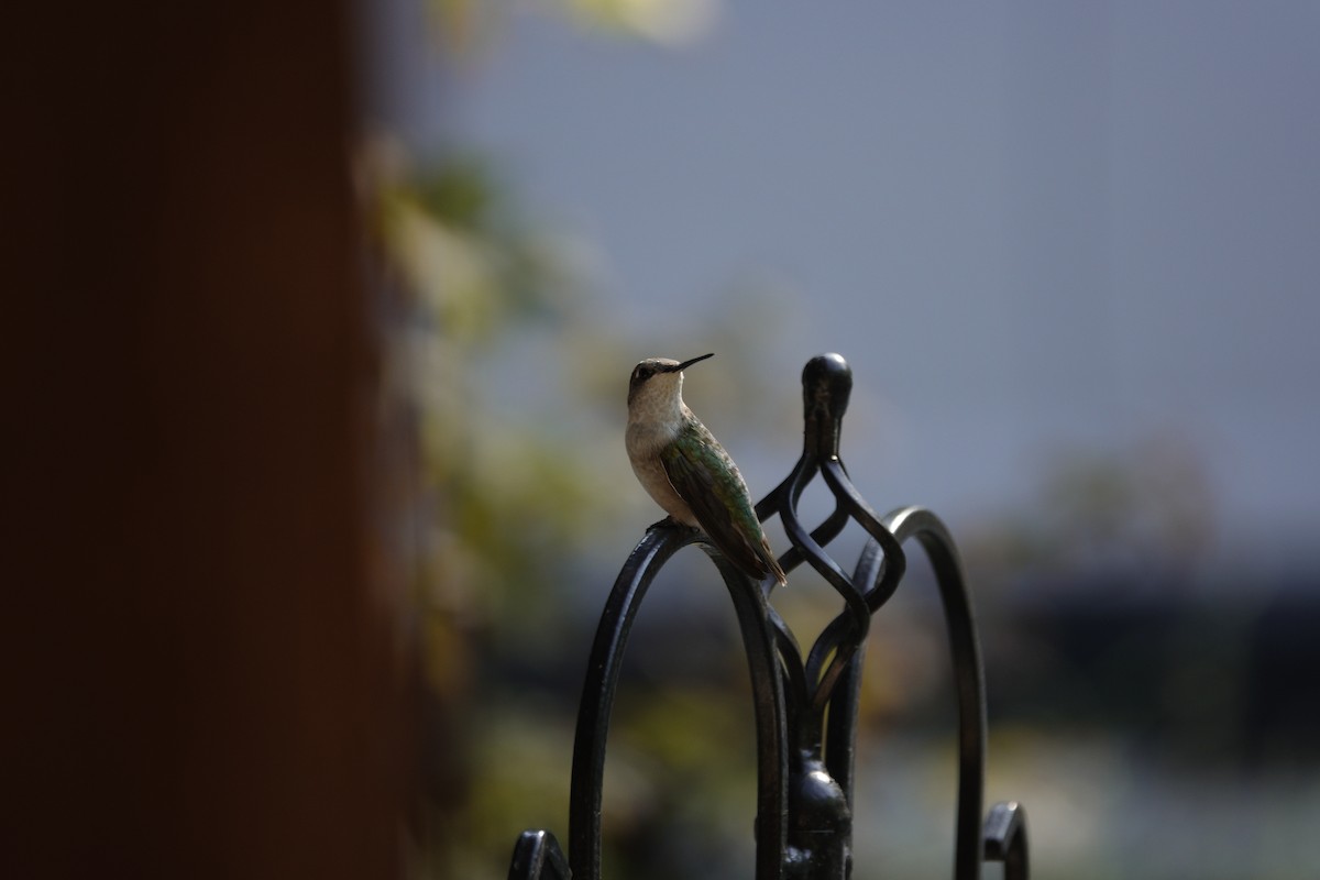 Ruby-throated Hummingbird - ML642089618