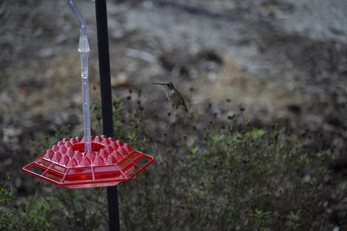 Ruby-throated Hummingbird - ML642089620