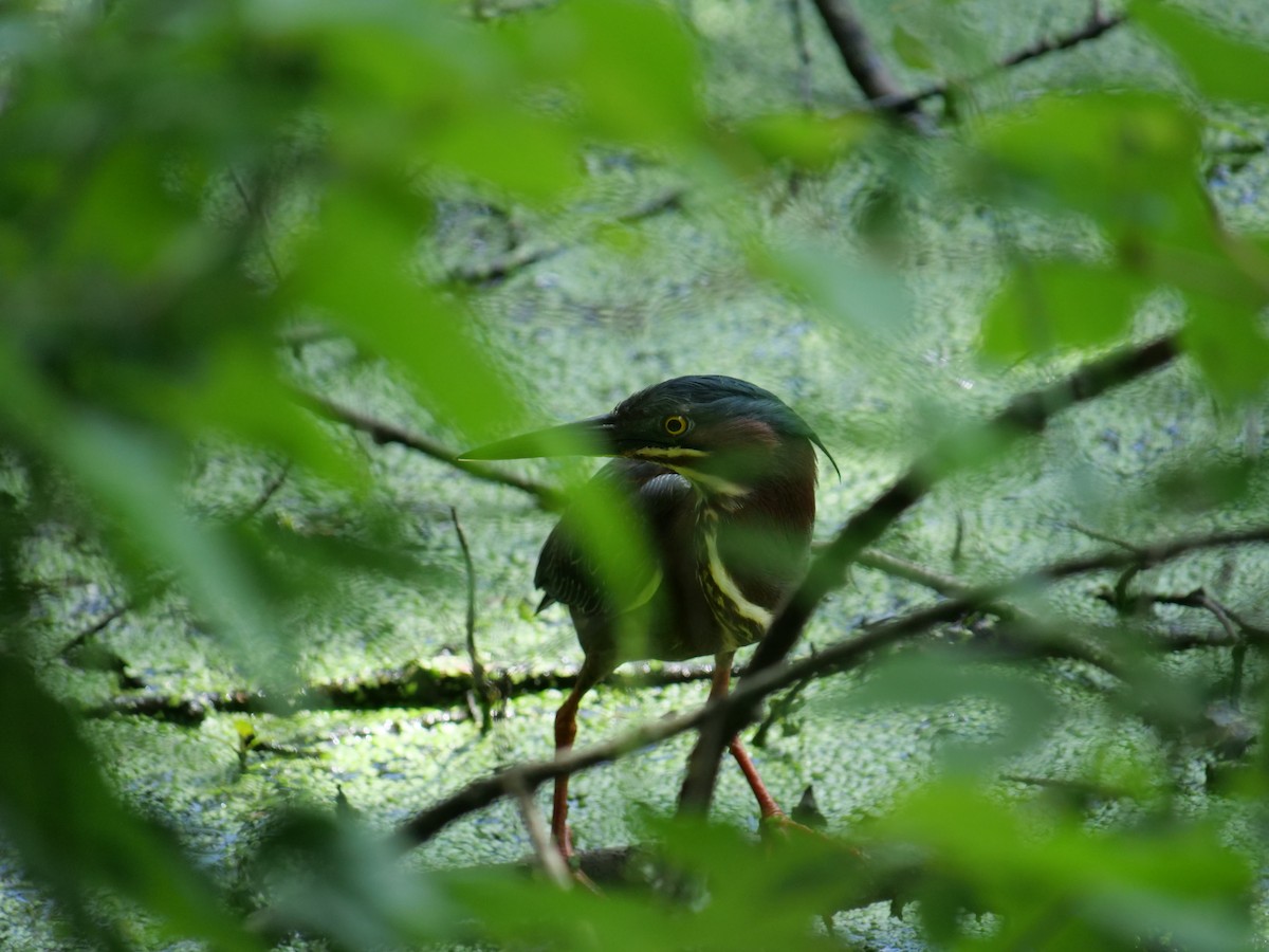 Green Heron - ML642089621