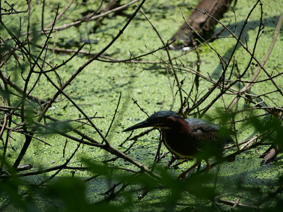 Green Heron - ML642089623
