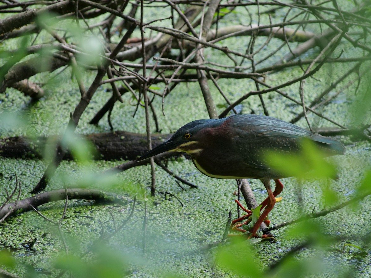 Green Heron - ML642089624
