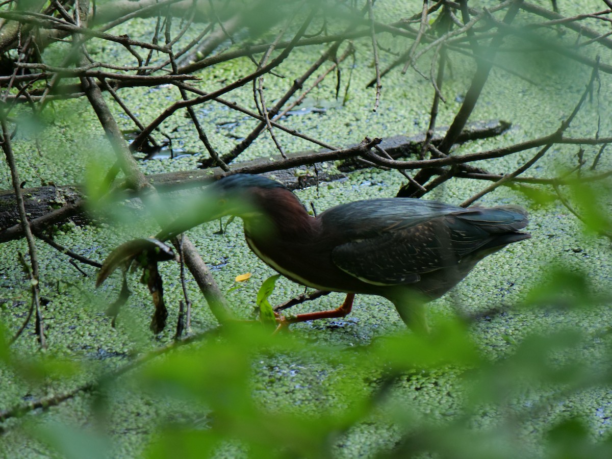 Green Heron - ML642089625