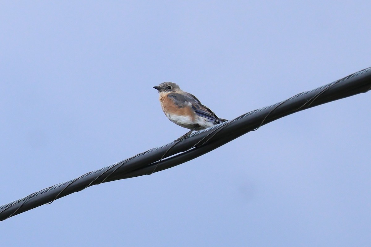Eastern Bluebird - ML642089626