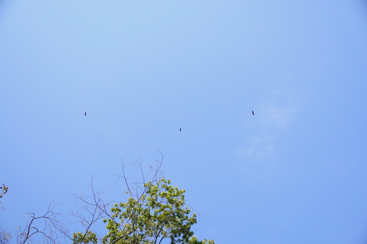 Turkey Vulture - ML642089627