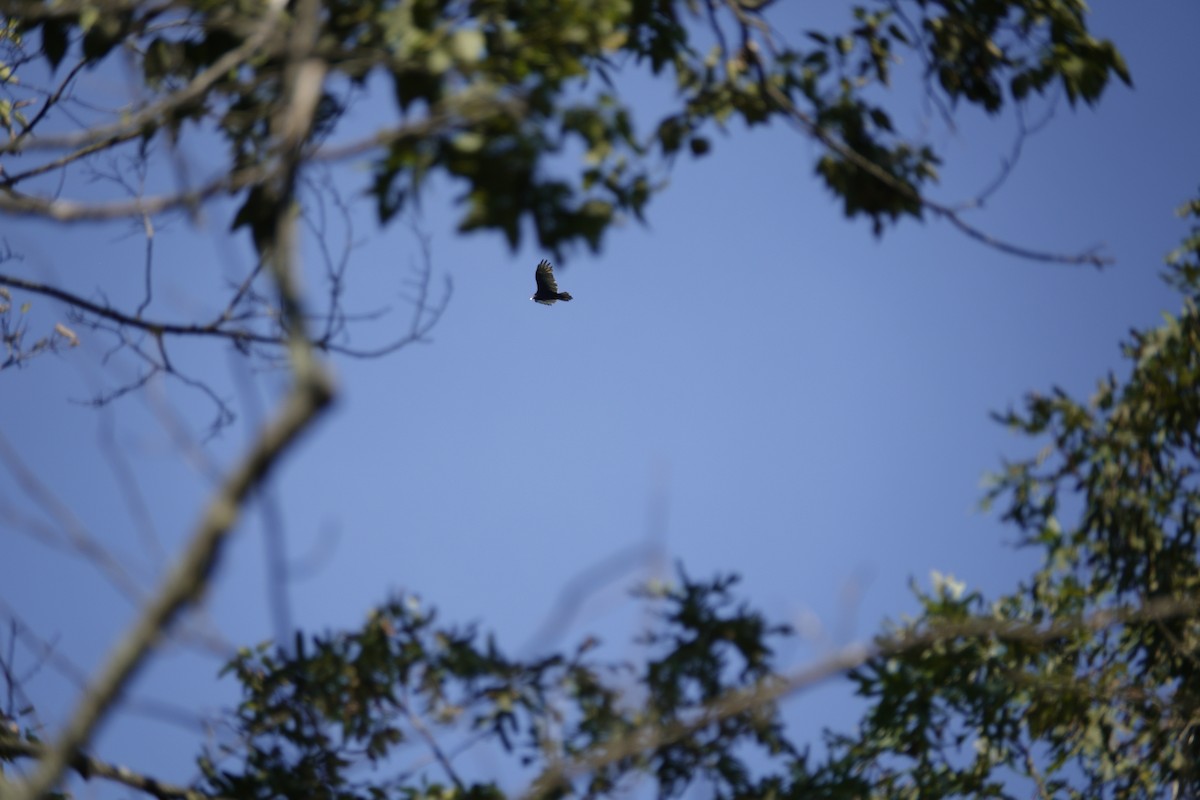 Turkey Vulture - ML642089629