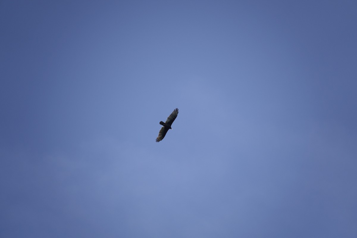 Turkey Vulture - ML642089630