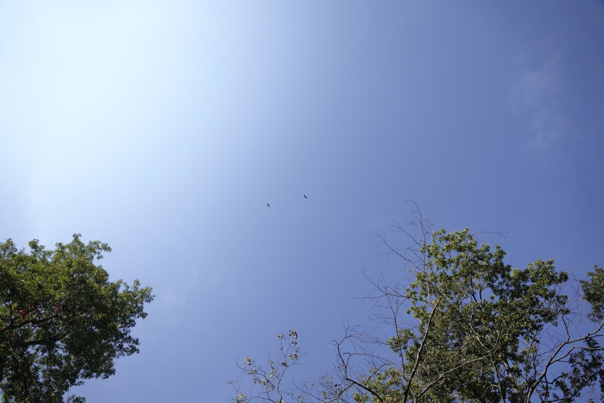 Turkey Vulture - ML642089632