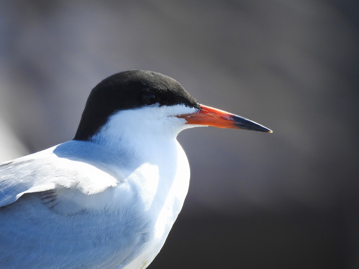 Forster's Tern - ML642089638