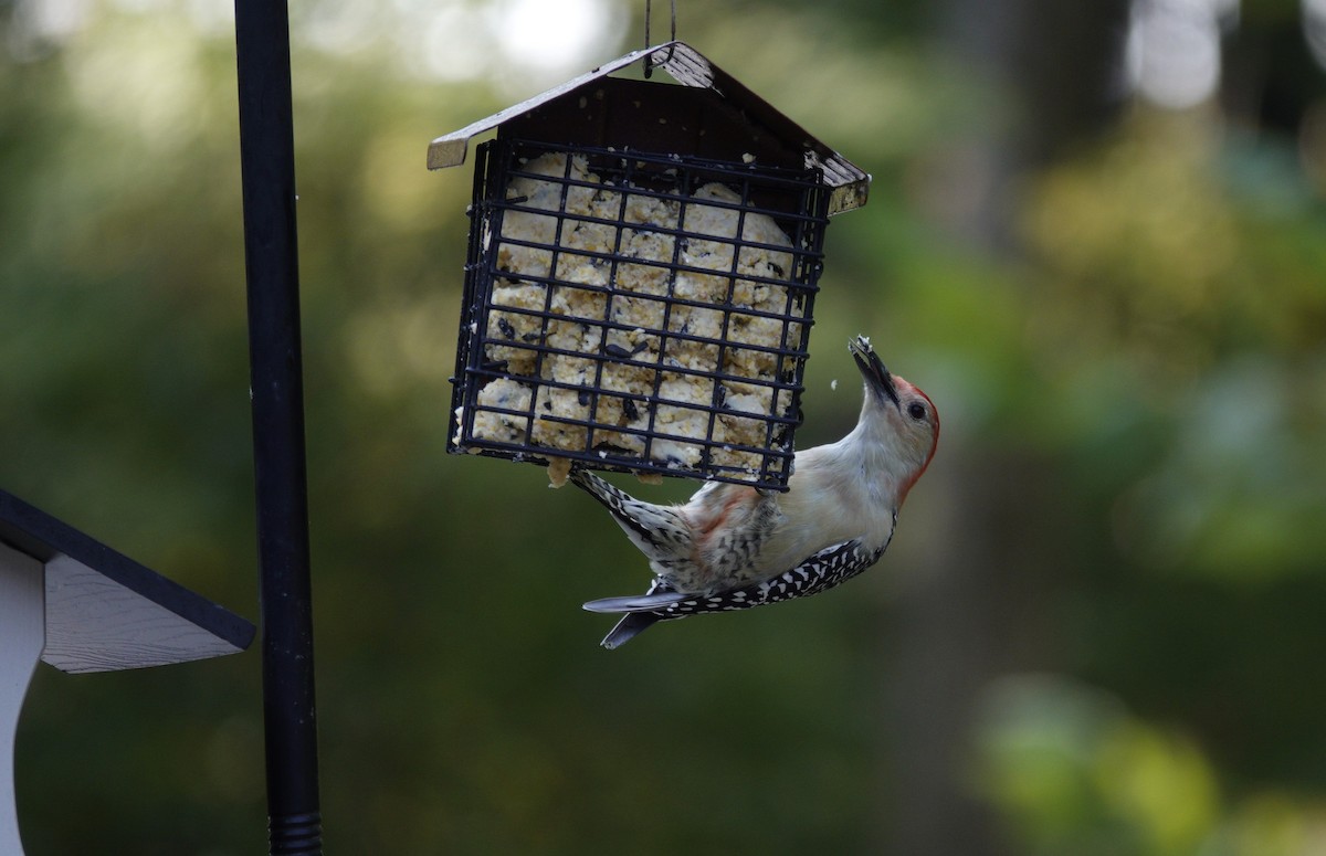 Red-bellied Woodpecker - ML642089639