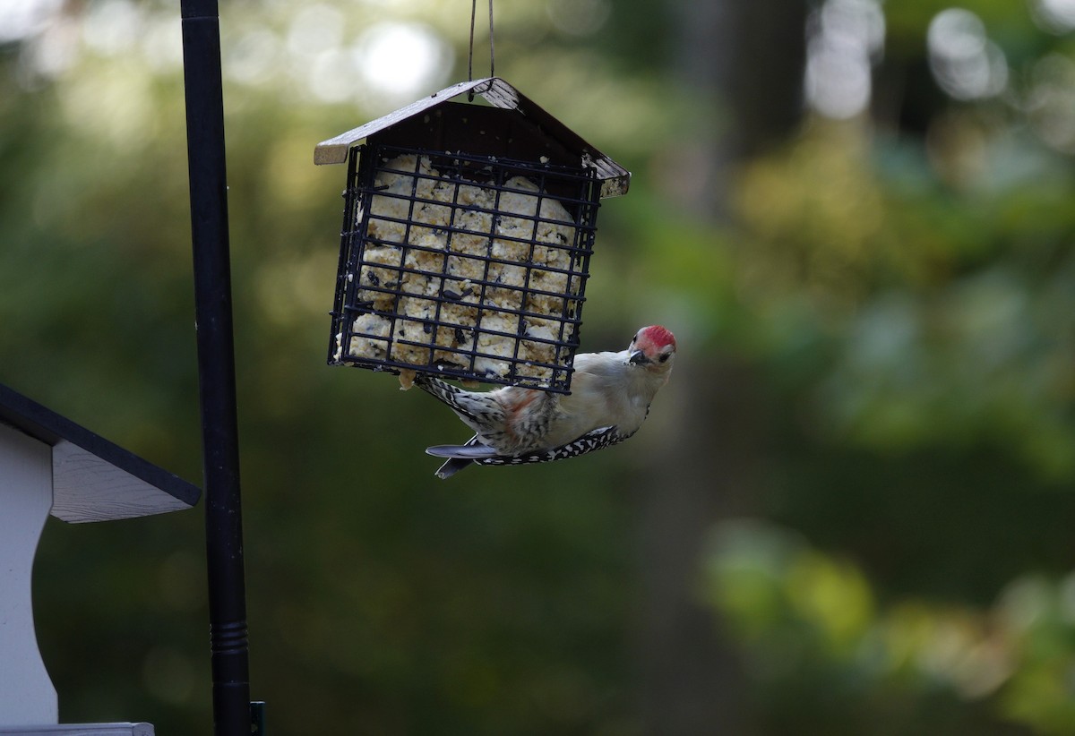 Red-bellied Woodpecker - ML642089640