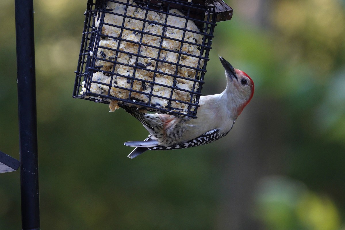 Red-bellied Woodpecker - ML642089641