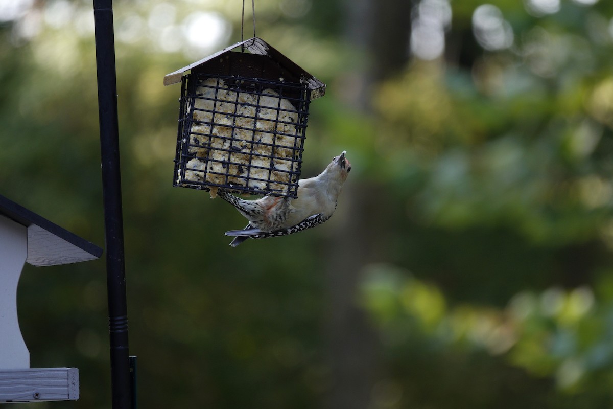 Red-bellied Woodpecker - ML642089642