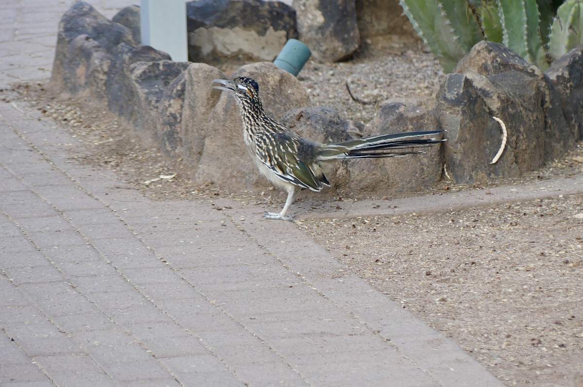 Greater Roadrunner - ML642089643