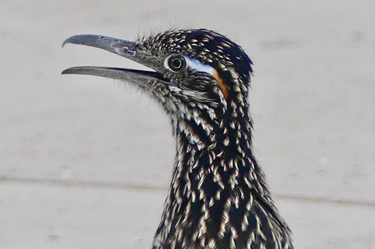 Greater Roadrunner - ML642089644