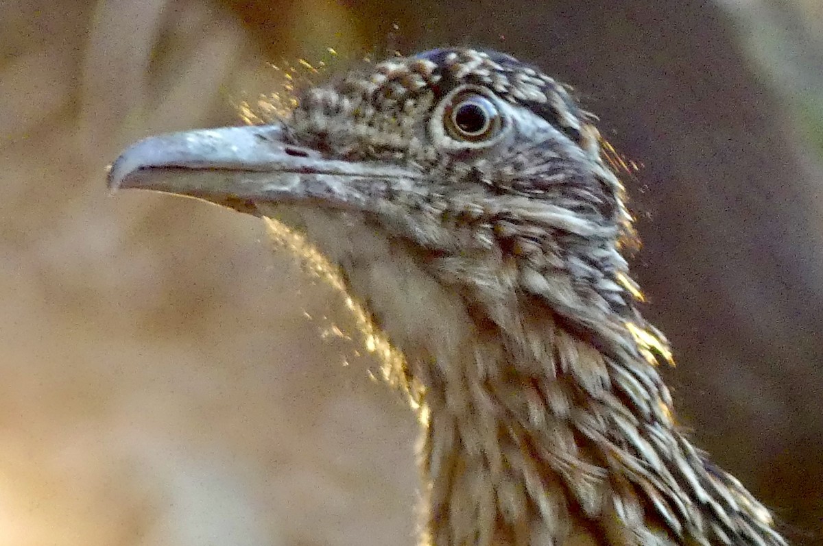 Greater Roadrunner - ML642089645