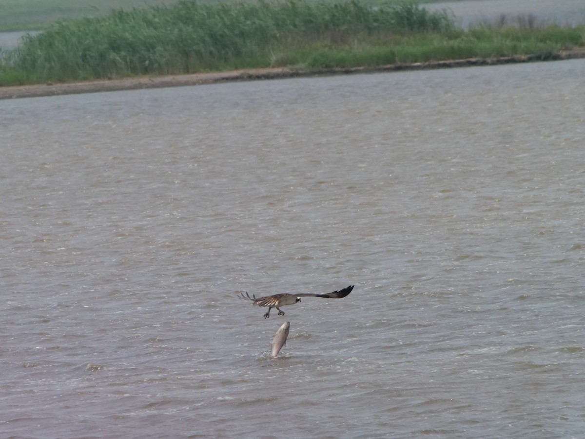 Osprey - ML642089672