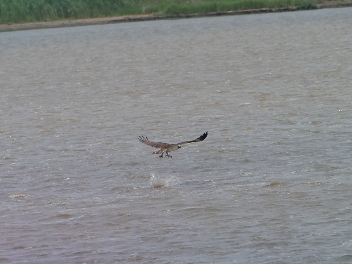 Osprey - ML642089674