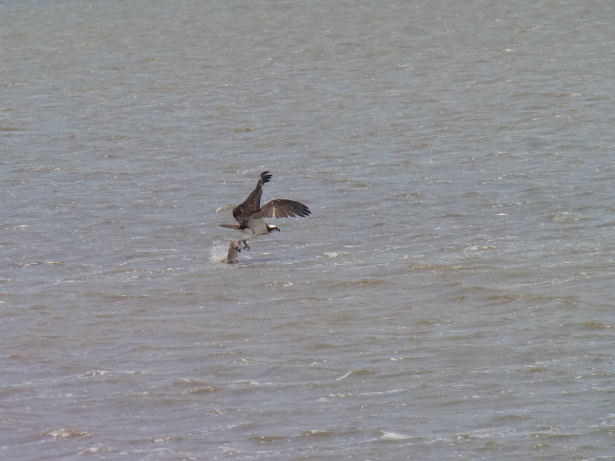 Osprey - ML642089676