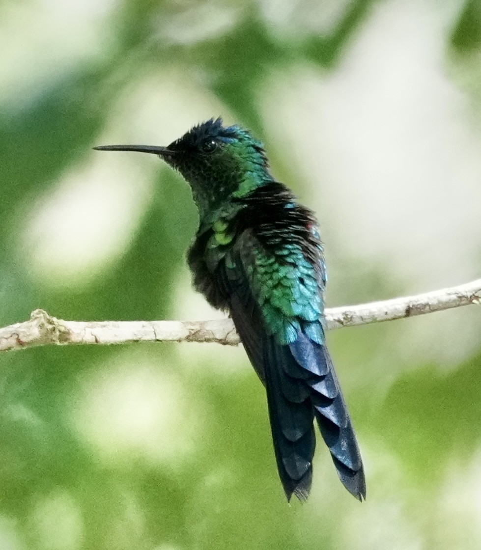 Violet-capped Woodnymph - ML642089679