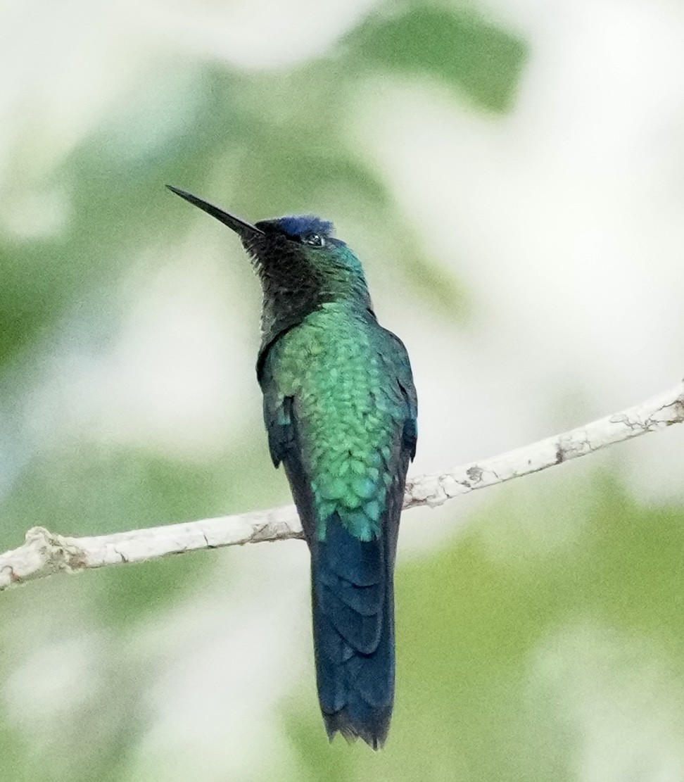 Violet-capped Woodnymph - ML642089680